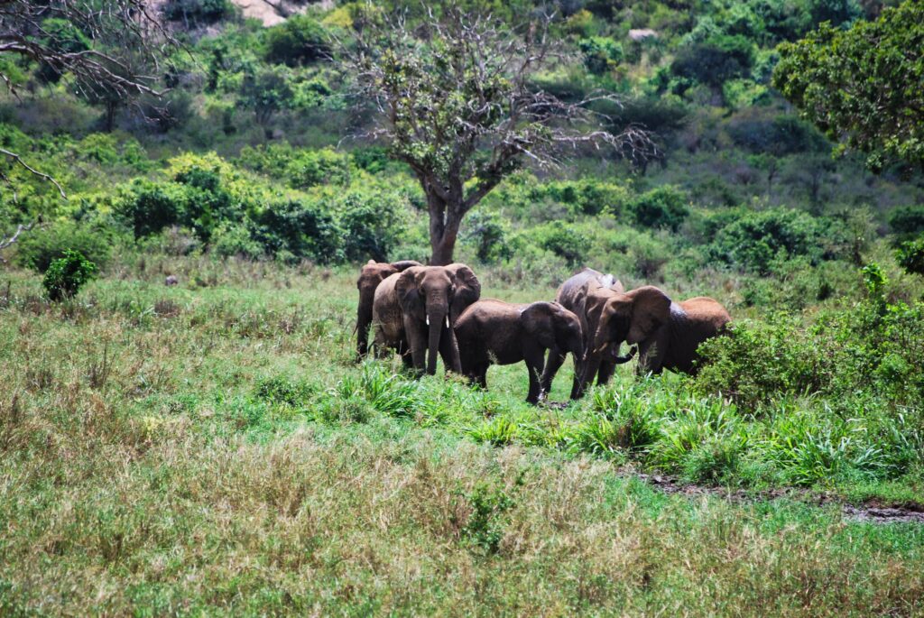 stado słoni przemierzających Tsavo West na kenijskim safari