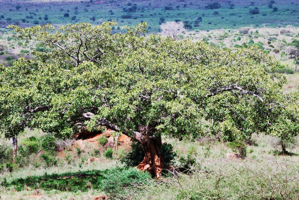 widok na przyrodę w lodży w Parku Tsavo West podczas afrykańskiego safari