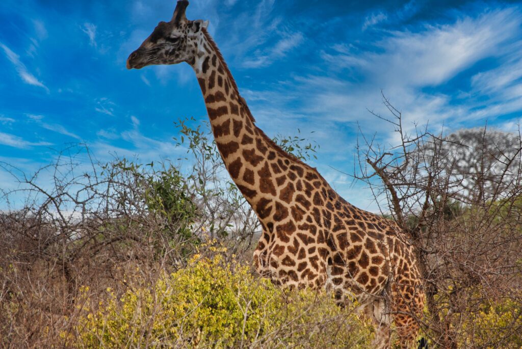 żyrafa w buszu na terenie Tsavo West podczas safari