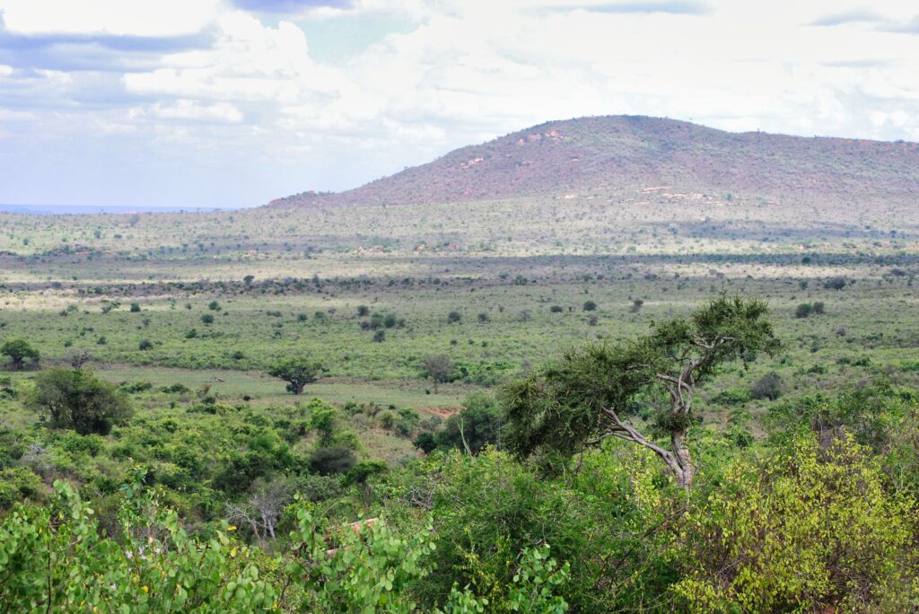 panorama sawanny w Parku Narodowym Tsavo West podczas safari w Kenii