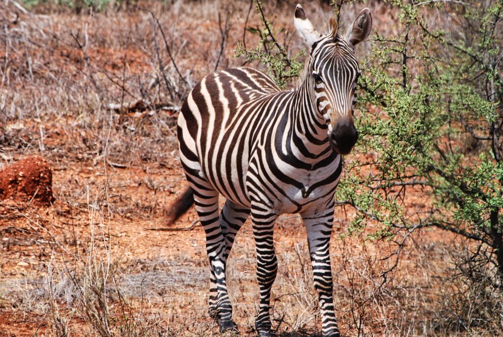 zebra stojąca przy drodze prowadzącej z Mombasy w kierunku Parku Tsavo West w Kenii