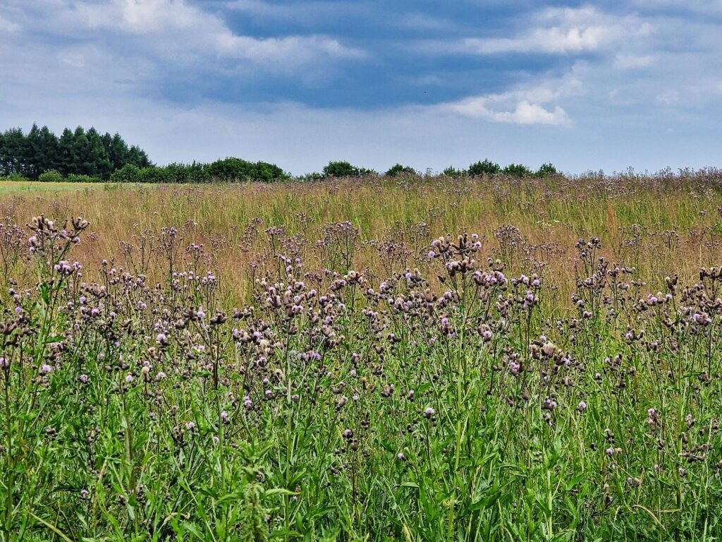 letnia łąka w miejscowości Skała blisko początku szlaku do Ojcowa