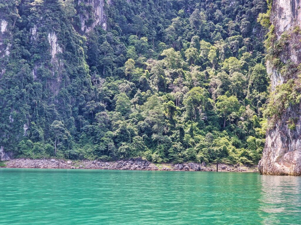 tropical plants at the coast of the Cheow Lan lake during the Khao Sok trip.