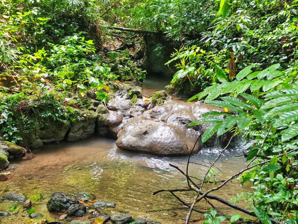 sadzawka w dżungli Khao Sok podczas urlopu w Tajlandii