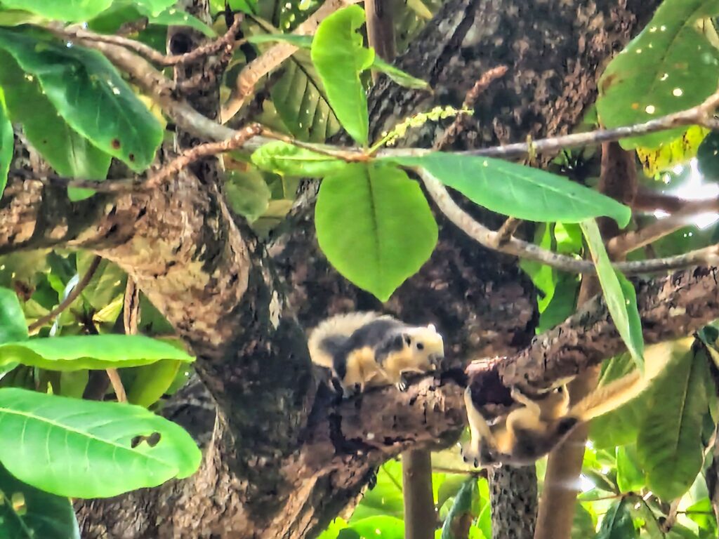 thai squirrel on the beach ficus tree at the Andaman Sea seaside