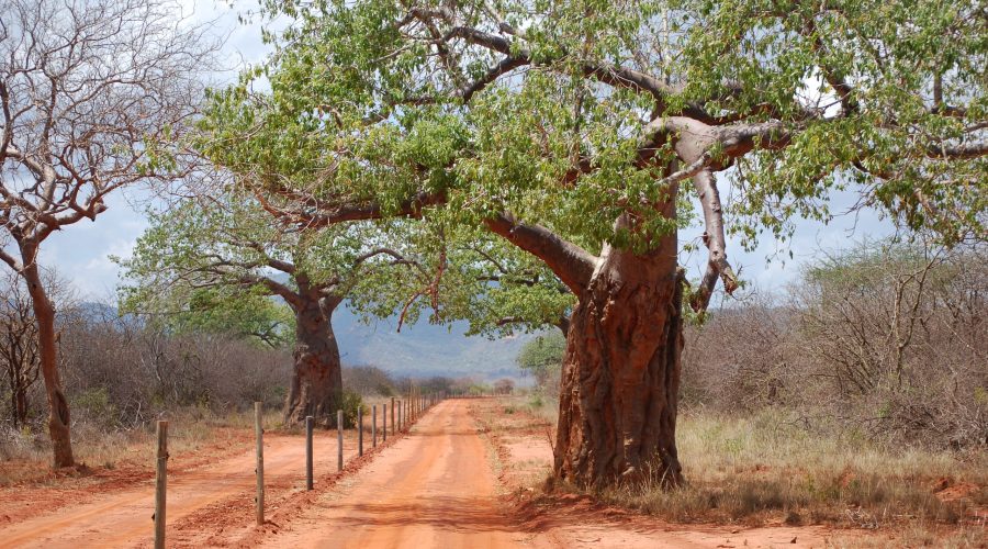 okazałe baobaby w parku Tsavo West podczas safari w Kenii