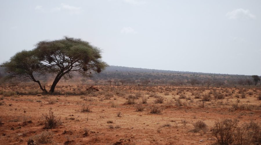 krajobraz Kenii podczas powrotu z safari w parku Amboseli do Mombassy.