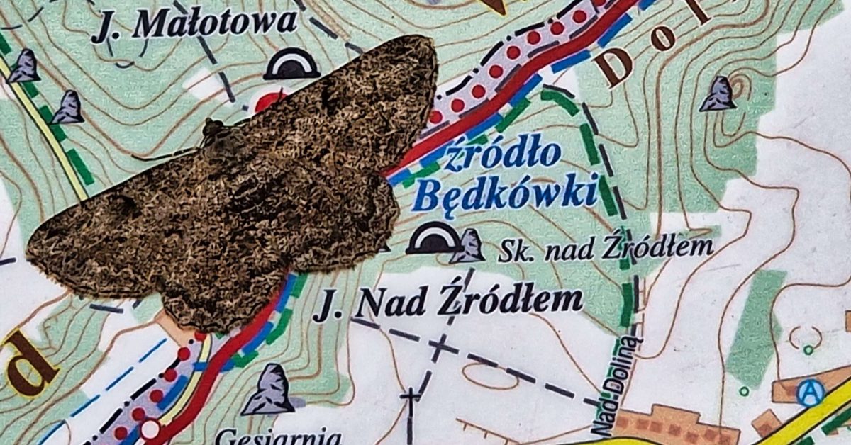 ćma - brudnica mniszka, która przysiadła na planie okolicy koło Jaskini Nietoperzowej w Dolinkach Krakowskich
