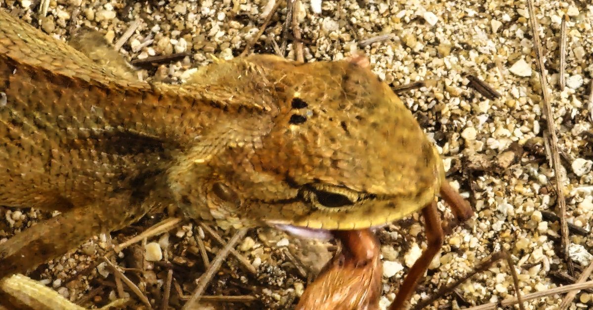 jaszczurka przy tajskiej plaży zjadająca cykadę