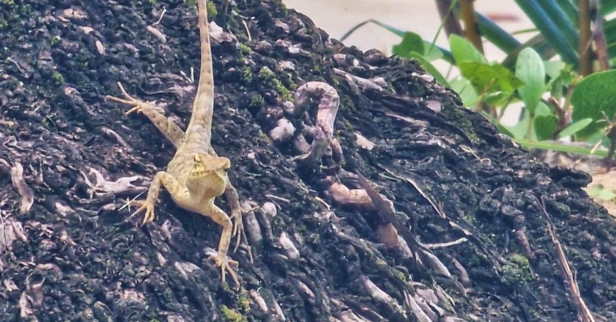 jaszczurka przy plaży hotelowej Kantary Beach w regionie kurortu Khao Lak