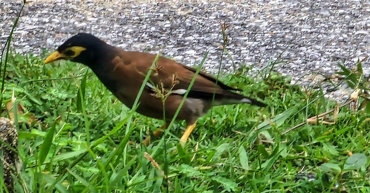 ptak myna w Tajlandii,z rodziny szpakowatych