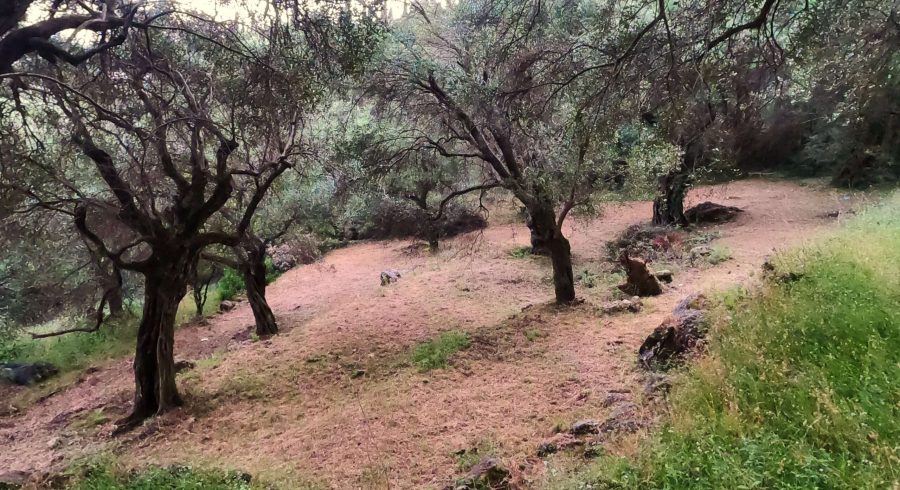wynajęcia auta na Korfu pozwoliło na odbycie wycieczki po tej wyspie i zobaczenie pięknych ogrodów oliwnych