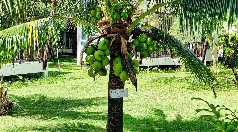 palma kokosowa rosnąca na terenie kompleksu hotelu Kantary Beach Khao Lak w Tajlandii