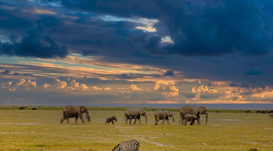 safari w parku Amboseli