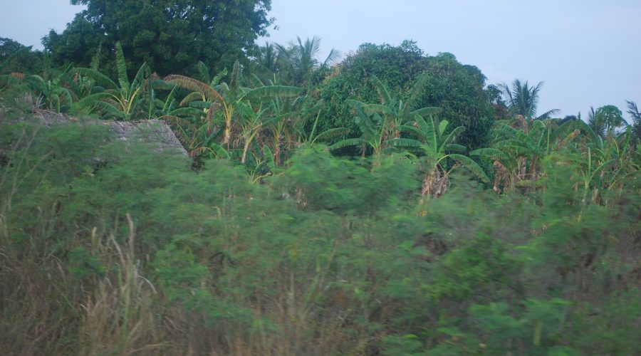 piękna roślinność Kenii oglądana w drodzę na wyspę Wasini, wycieczki fakultatywnej w Kenii