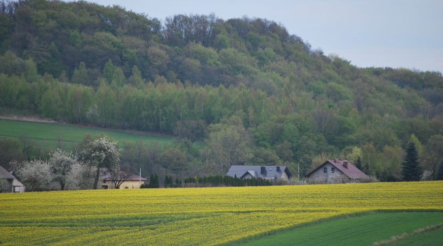 rapeseed fields in a vicinity of a town of Skala in the Polish Jura