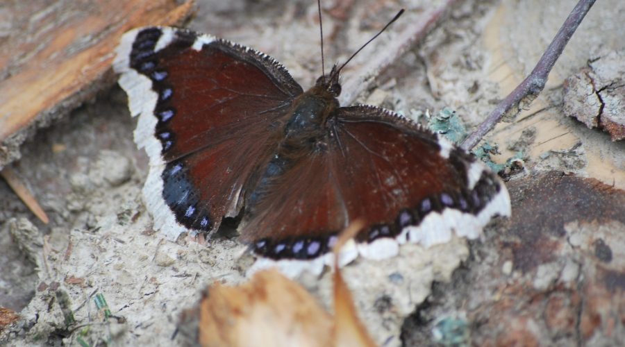 rusałka żałobnik pospolity motyl dzienny uwieczniony na ściętym drzewie podczas weekendu w Wierchomli niedaleko hotelu Dwie Doliny