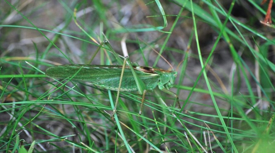 świerszcz w trawie zaobserwowany podczas letniego odpoczynku na Jurze