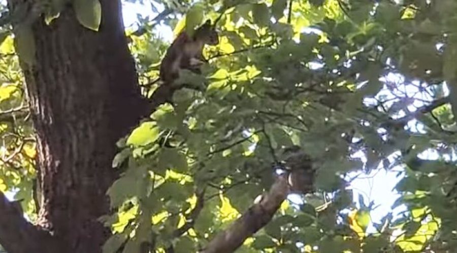 wiewiórka skrywająca się w konarach drzewa w Puszczy Dulowskiej